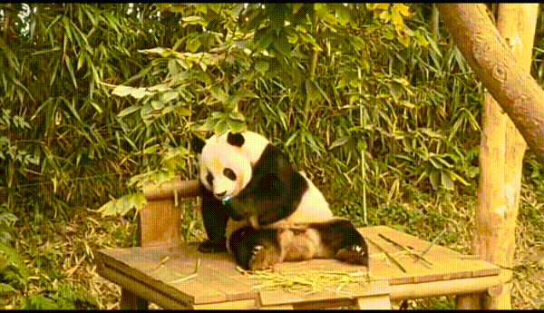 본문 이미지 - 러바오가 방사장에 떨어진 장난감을 주워 깨무는 모습. (온라인 커뮤니티 갈무리)