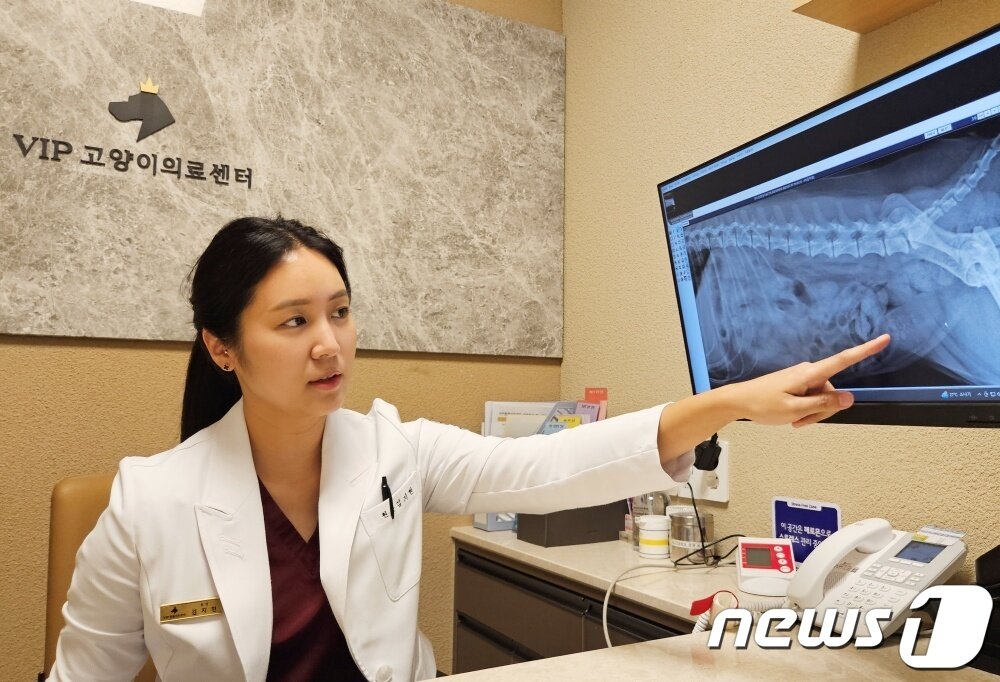 본문 이미지 - 김지현 VIP동물의료센터 동대문점 원장이 반려동물 결석 증상에 대해 설명하고 있다. ⓒ 뉴스1 최서윤 기자
