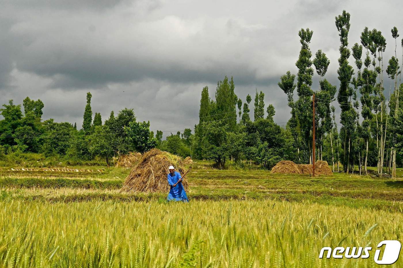 본문 이미지 - 인도 스리나가르 지역에서 쌀을 수확하는 농부의 모습. ⓒ AFP=뉴스1 ⓒ News1 김예슬 기자