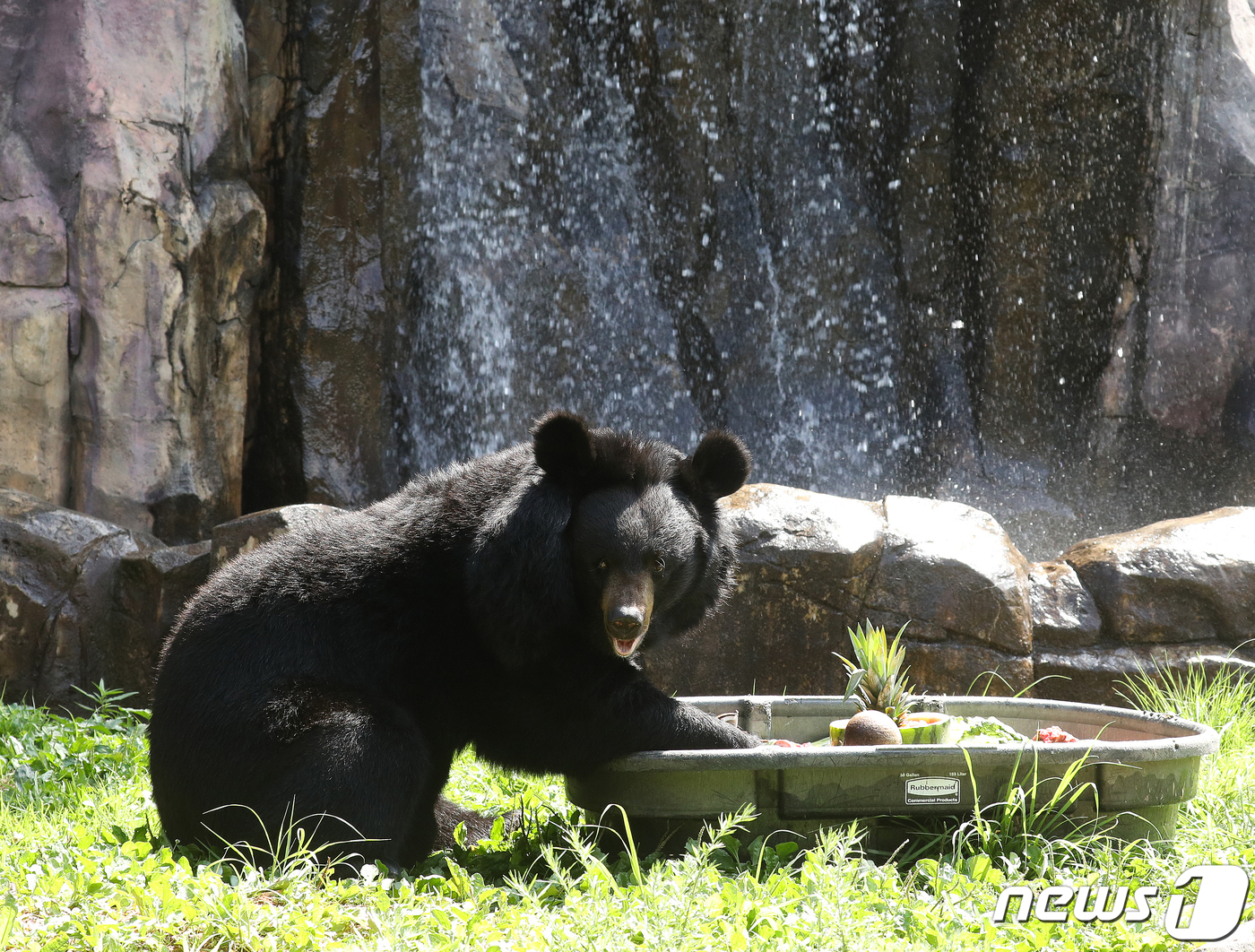 (과천=뉴스1) 신웅수 기자 = 전국적으로 폭염 특보가 내려진 3일 경기 과천시 서울대공원에서 열린 '동물들의 여름나기' 공개 행사에서 반달곰이 여름 특식을 먹고 있다.서울대공원은 …