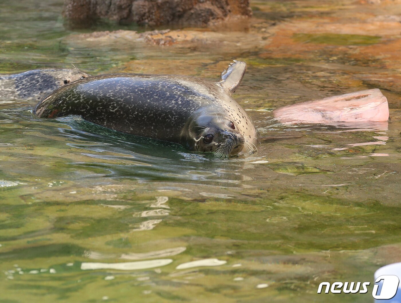 본문 이미지 - 전국적으로 폭염 특보가 내려진 3일 경기 과천시 서울대공원에서 열린 '동물들의 여름나기' 공개 행사에서 점박이 물범이 여름 특식을 먹고 있다. 2023.8.3/뉴스1 ⓒ News1 신웅수 기자