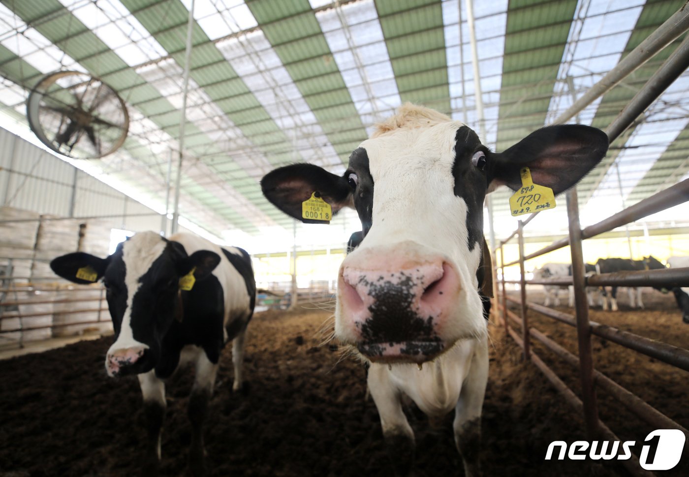 본문 이미지 - 전국에 폭염특보가 이어진 3일 오후 경기도 화성시의 한 축사에서 젖소들이 대형 선풍기로 더위를 식히며 여름을 나고 있다. 2023.8.3/뉴스1 ⓒ News1 구윤성 기자
