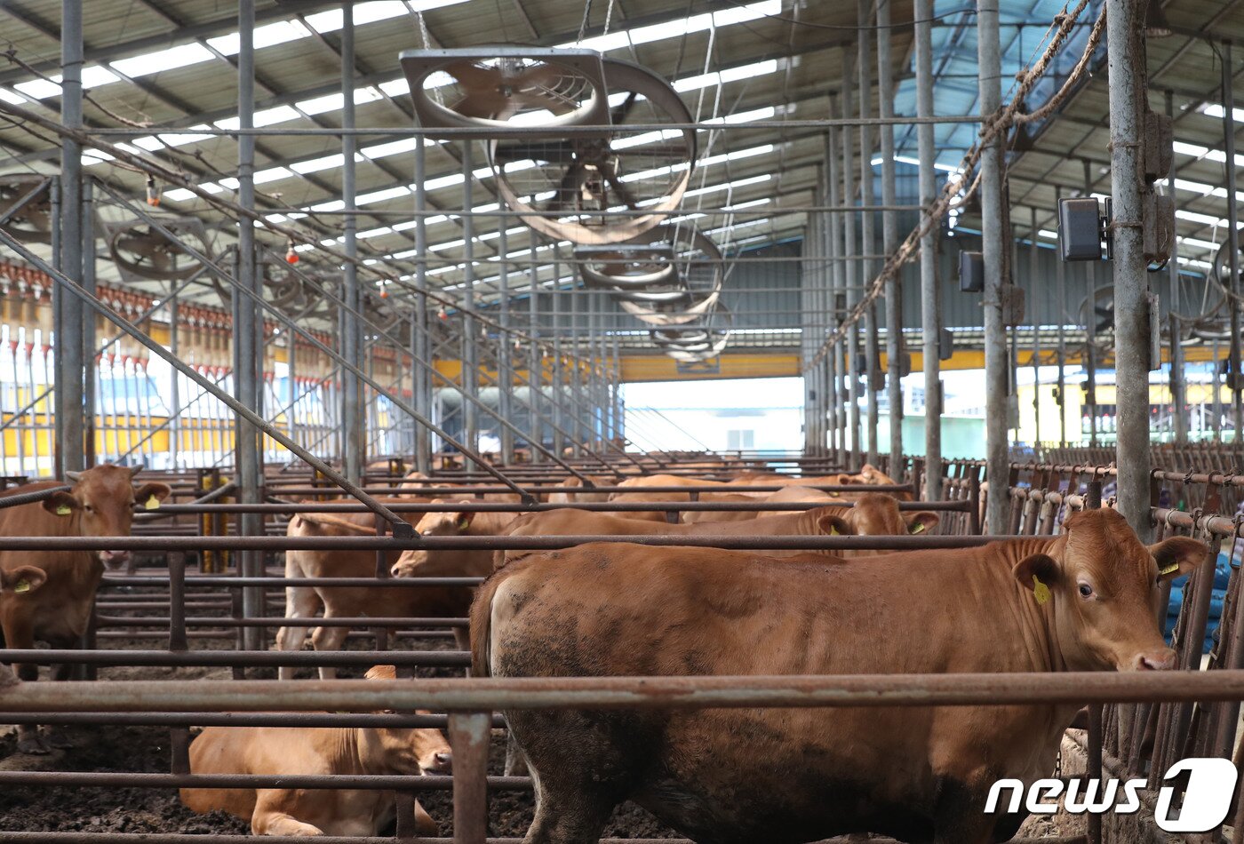 본문 이미지 - 경기도 안성시의 한 축사에서 소들이 대형 선풍기 바람으로 더위를 식히고 있다.ⓒ News1 김영운 기자