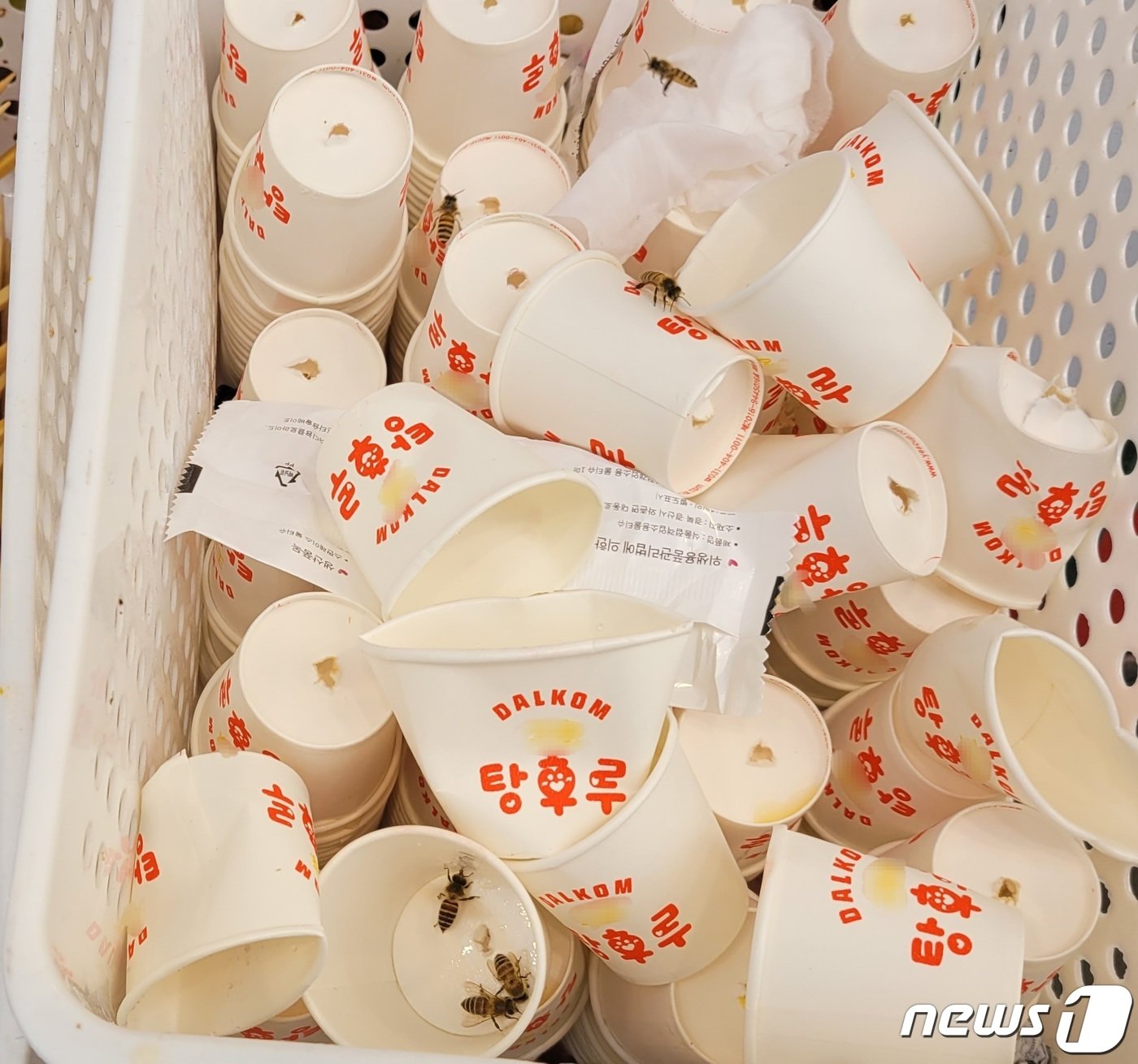 본문 이미지 - 부산 중구 남포동 한 탕후루 가게 앞 쓰레기통에 벌 십여마리가 모여 있다.2023.8.30/뉴스1 ⓒ News1 조아서 기자 