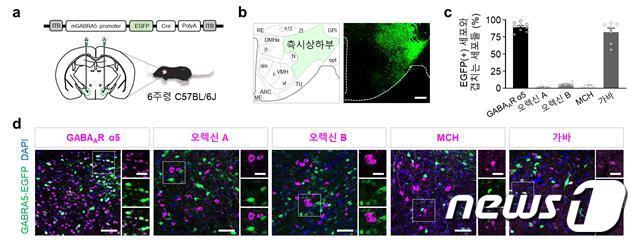 고지방 식이 섭취 시 GABRA5 신경세포의 활성 감소.&#40;IBS 제공&#41;/뉴스1