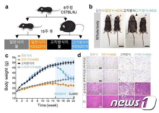 KDS2010가 반응성 별세포의 지속성 가바 생성을 억제 &#40;IBS 제공&#41;/뉴스1