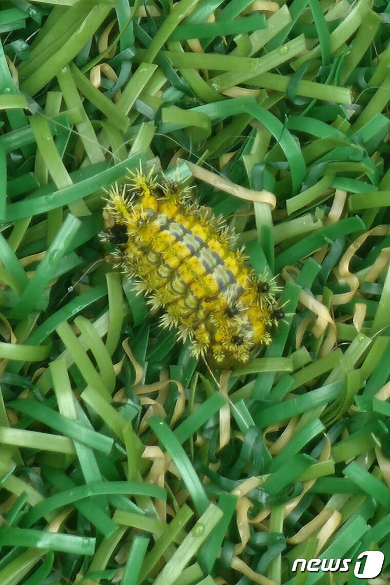 본문 이미지 - 검은 푸른 쐐기나방 애벌레의 모습이다. 몸에 독이 있는 까칠까칠한 가시털이 돋은 것이 특징이다. (독자 제공) ⓒ 뉴스1