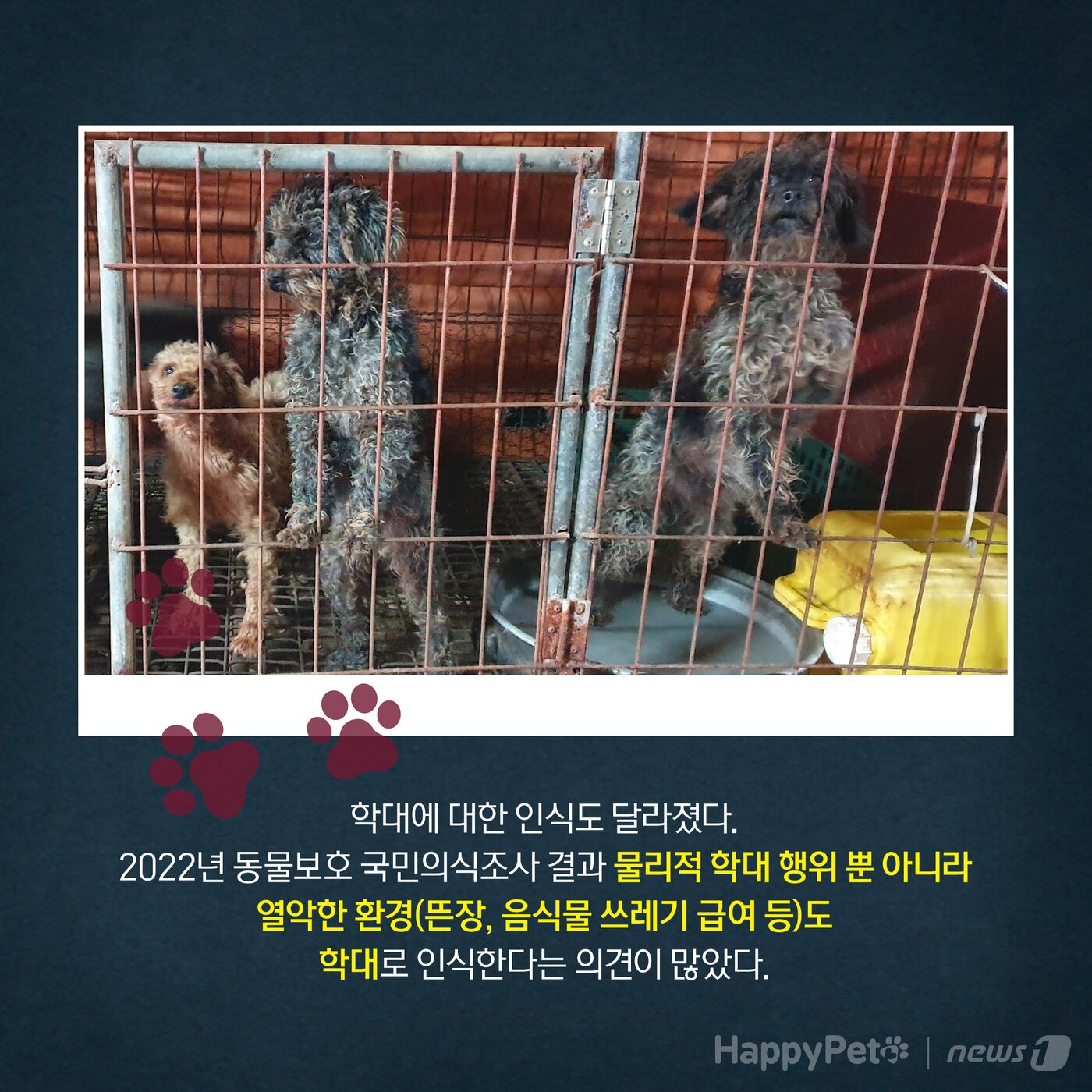 본문 이미지 - 동물학대 펫카드