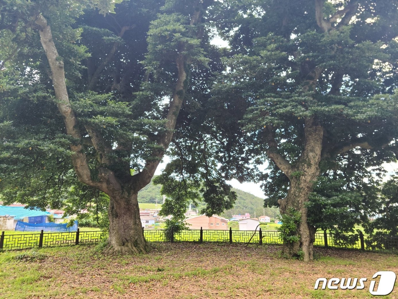 본문 이미지 - 천연기념물 212호 후박나무 2023.8.4 뉴스1 ⓒ News1 조영석 기자 