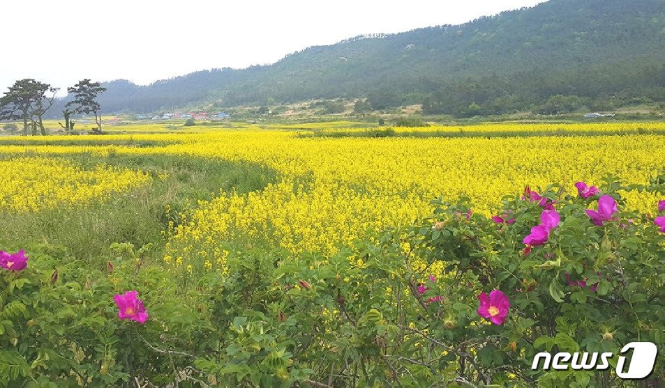 본문 이미지 - 해당화와 유채꽃밭(진도군 제공)2023.8.4/뉴스1 