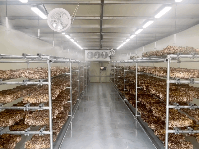 본문 이미지 - 앱을 이용해 원격으로 버섯재배실 내부에 물을 뿌리는 모습. ⓒ News1 이민주 기자