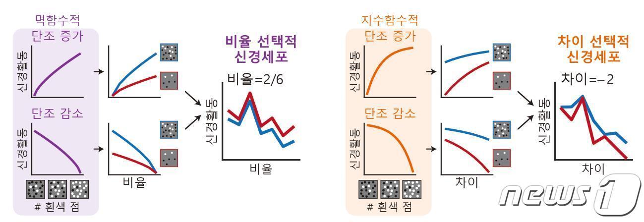 수량 비교 기능 세포의 발생 원리.&#40;KAIST 제공&#41;/뉴스1