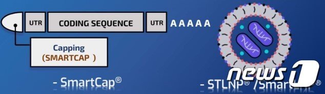본문 이미지 - 스마트캡핑(왼쪽), LNP 등 에스티팜이 보유한 mRNA 플랫폼 기술 2종./자료 에스티팜