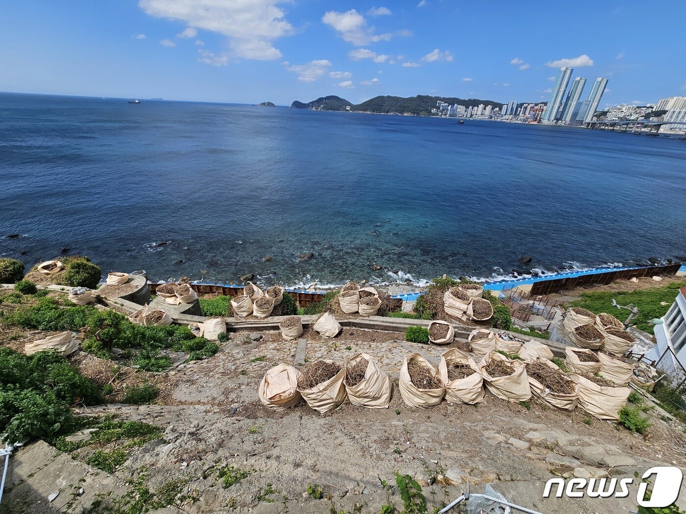 본문 이미지 - 8일 오전 부산 영도구 영선2지구 급경사지 붕괴위험지에 포대 자루들이 놓여져 있다. 2023.8.8/뉴스1 ⓒ News1 박상아 기자