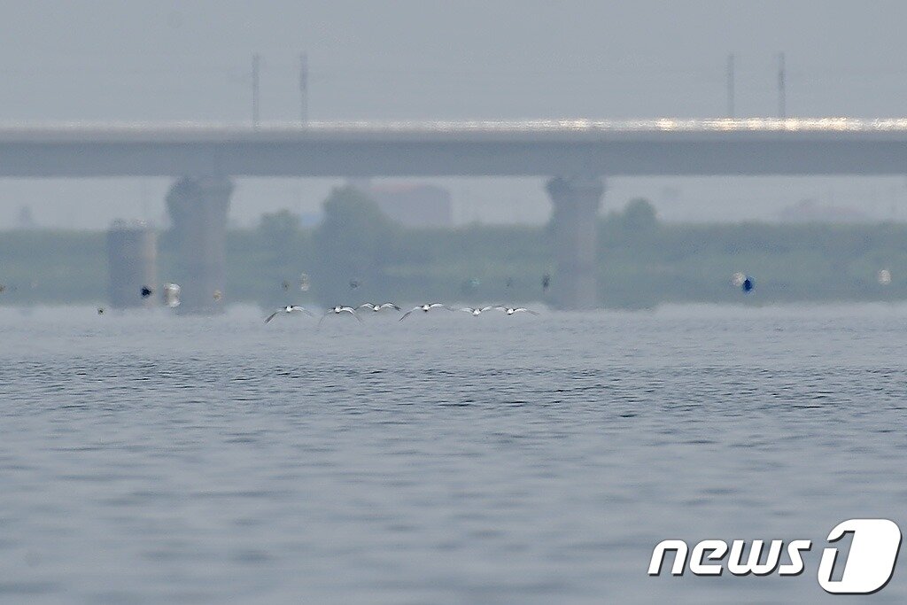 본문 이미지 - 검은머리물떼새.(당진시 제공)/뉴스1