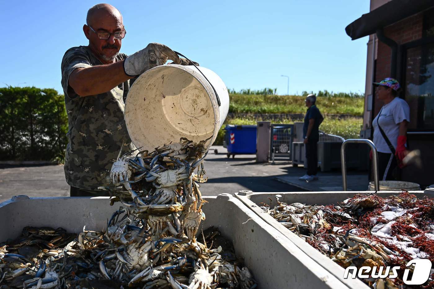 본문 이미지 - 11일(현지시간) 이탈리아 서부 베네치아 인근 해안마을에서 어부가 지중해 연안에서 잡은 푸른 꽃게를 아이스박스에 버리고 있다. 최근 이탈리아에선 서부 대서양에서 서식하던 푸른꽃게가 급증해 주요 수산자원인 조개와 굴을 먹어치워 어민들이 생계를 위협받고 있다. 2023.8.11. ⓒ AFP=뉴스1 ⓒ News1 김성식 기자