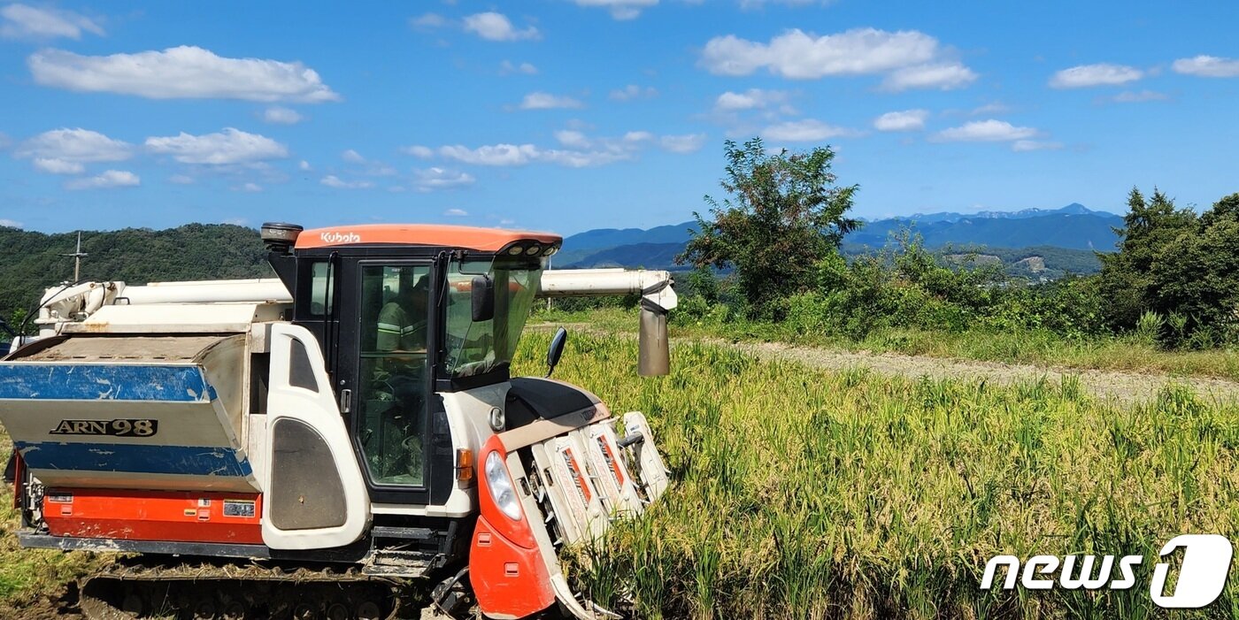 본문 이미지 - 충북 보은군 삼승면 선곡리 한전동씨 논에서 올해 첫 벼 수확을 하고 있다. (보은군 제공) /뉴스1  