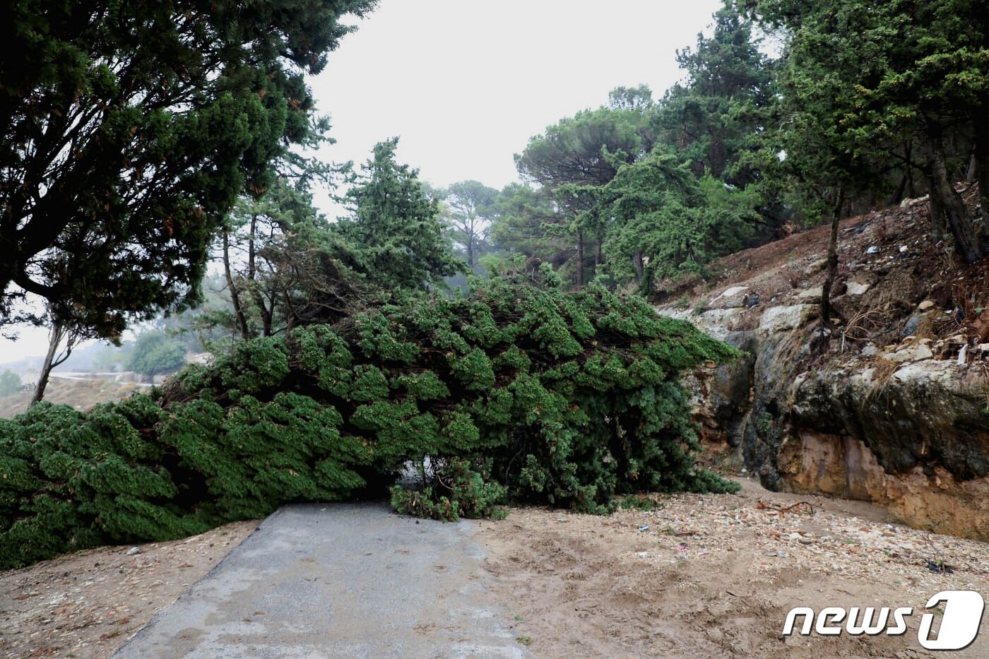 본문 이미지 - 강풍으로 나무가 쓰러져 있다. ⓒ 로이터=뉴스1 ⓒ News1 박형기 기자