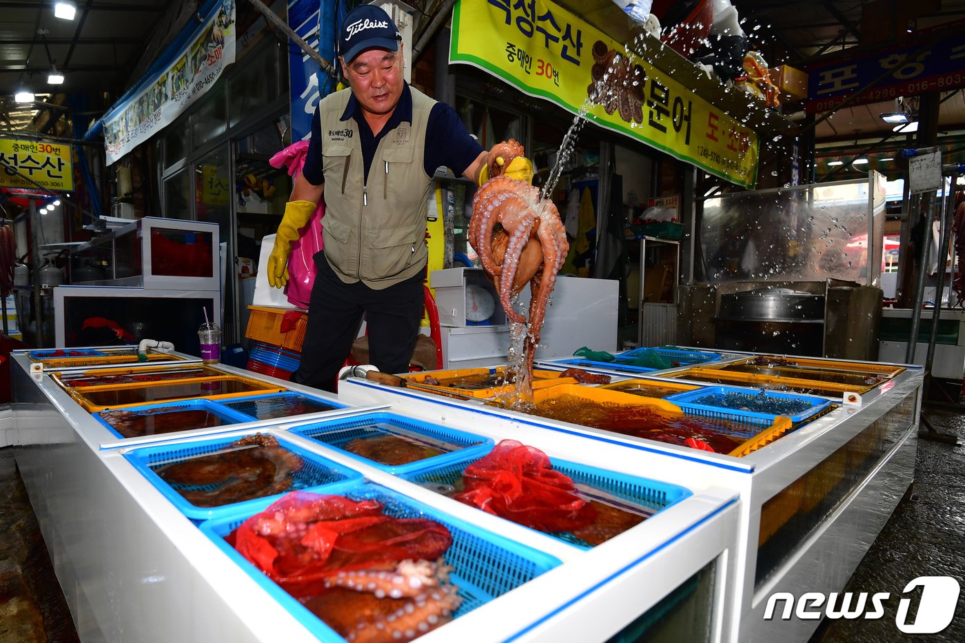 12일 오전 경북 포항시 북구 죽도어시장 문어 골목에서 상인이 재수용으로 판매되는 돌문어를 들어보이고 있다. 2023.9.12/뉴스1 ⓒ News1 최창호 기자