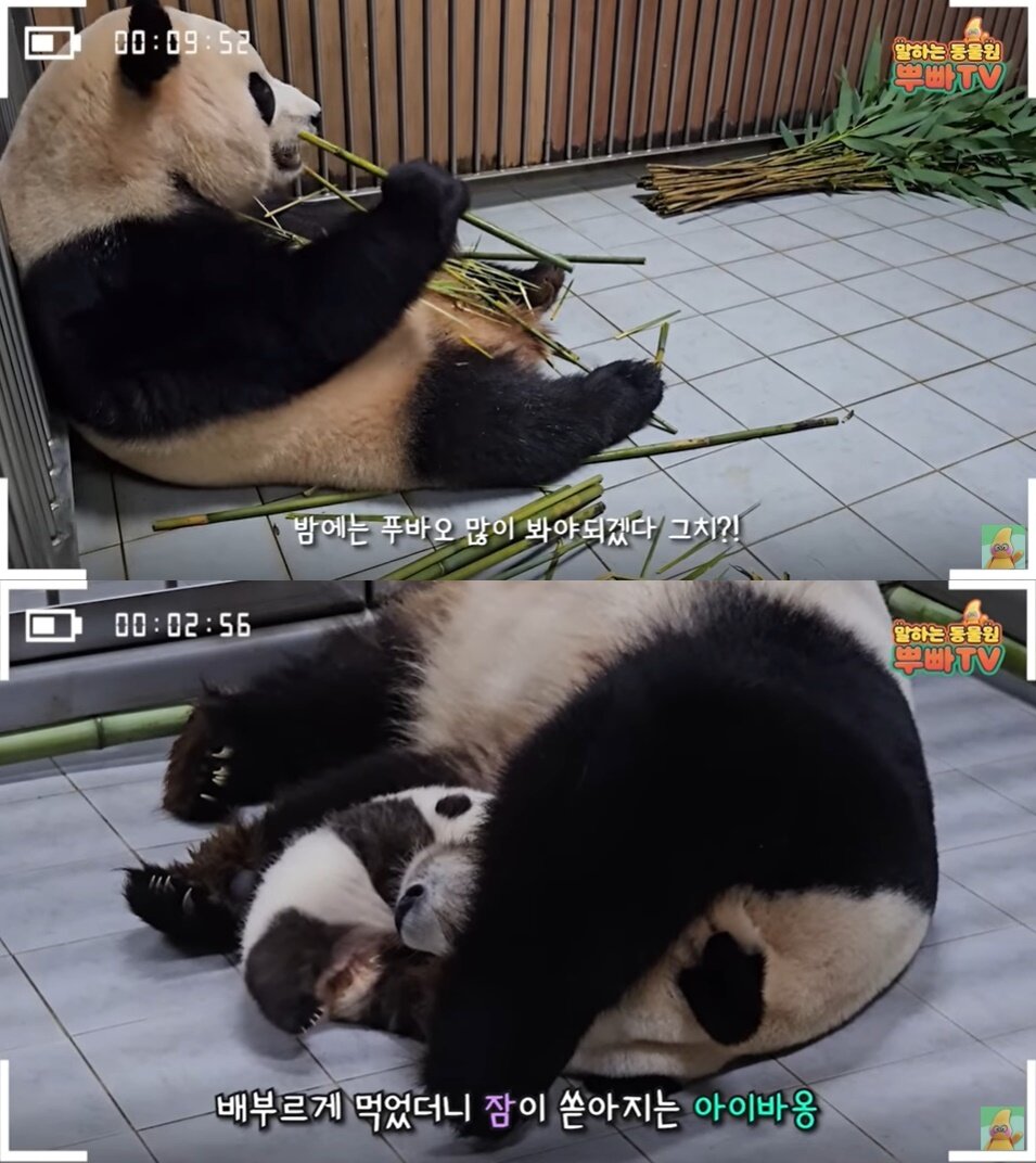 본문 이미지 - (유튜브 채널 '말하는 동물원 뿌빠TV' 갈무리)