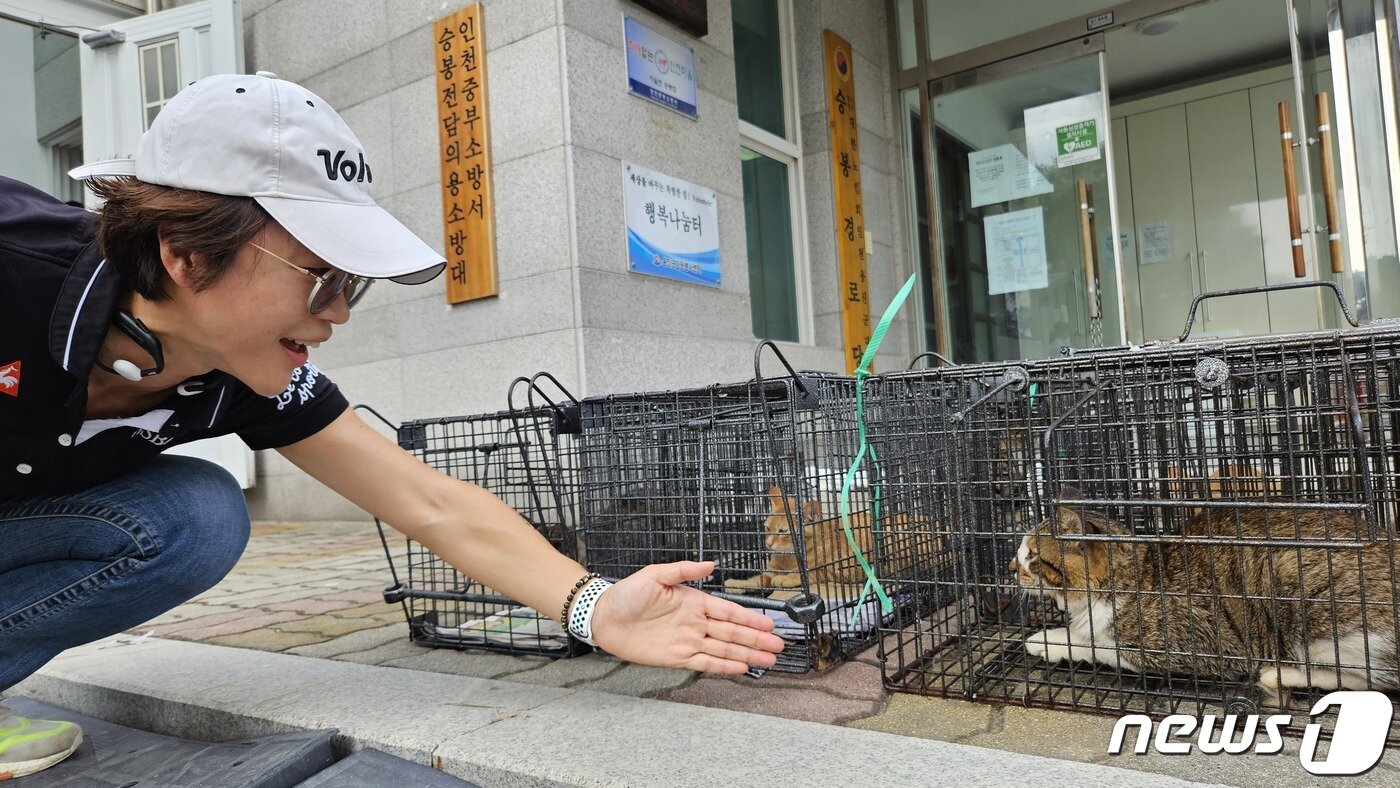 본문 이미지 - 윤혜영 연수구의원이 10일 인천 옹진군 승봉도에서 진행된 인천시수의사회 봉사활동에 참여해 중성화 수술을 앞둔 대장 고양이를 보고 있다. ⓒ 뉴스1 최서윤 기자
