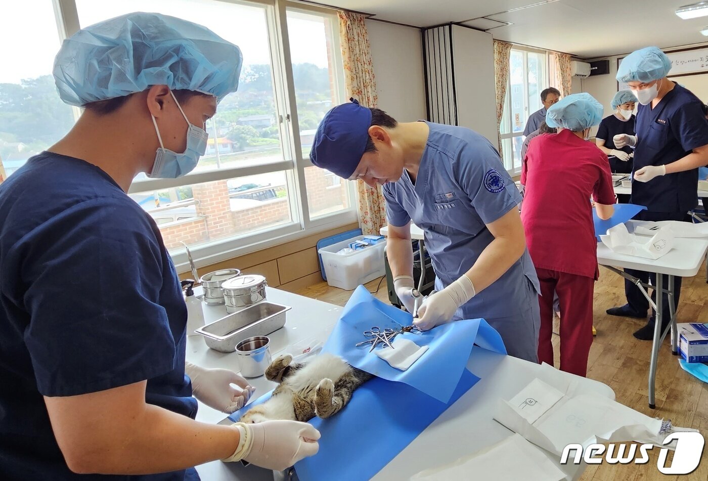 본문 이미지 - 인천시수의사회 봉사단 '야나'는 10일 인천 옹진군 승봉도에서 길고양이 중성화 봉사를 진행했다. ⓒ 뉴스1 최서윤 기자