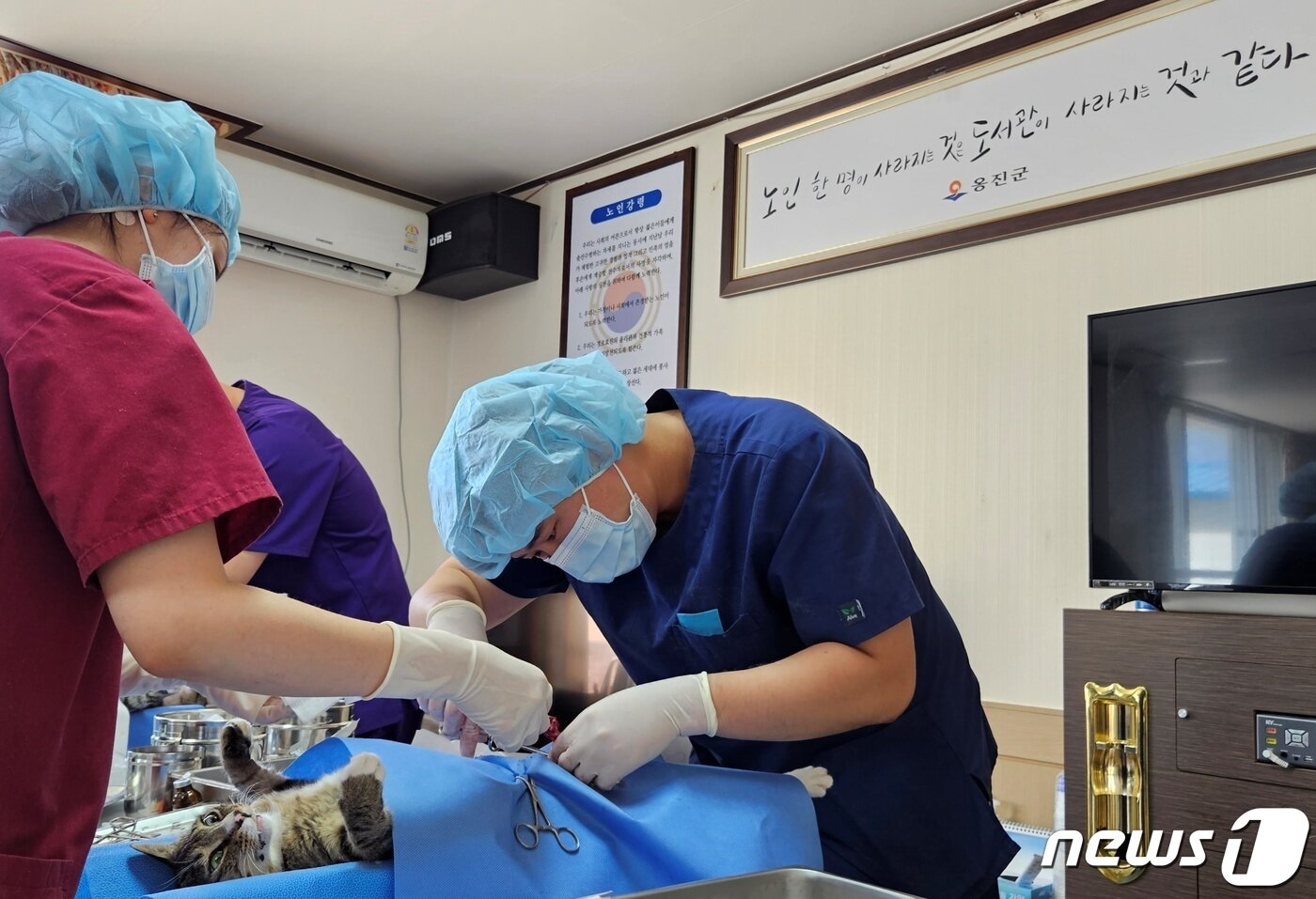 본문 이미지 - 인천시수의사회 봉사단 '야나'는 10일 인천 옹진군 승봉도에서 길고양이 중성화 봉사를 진행했다. ⓒ 뉴스1 최서윤 기자