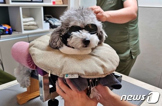 침 치료를 받고 있는 강아지 © 뉴스1 최서윤 기자