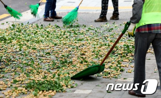 14일 오후 서울 여의도 일대에서 공무원들이 은행나무 열매 채취 작업을 하고 있다. 2023.9.14/뉴스1 © News1 구윤성 기자