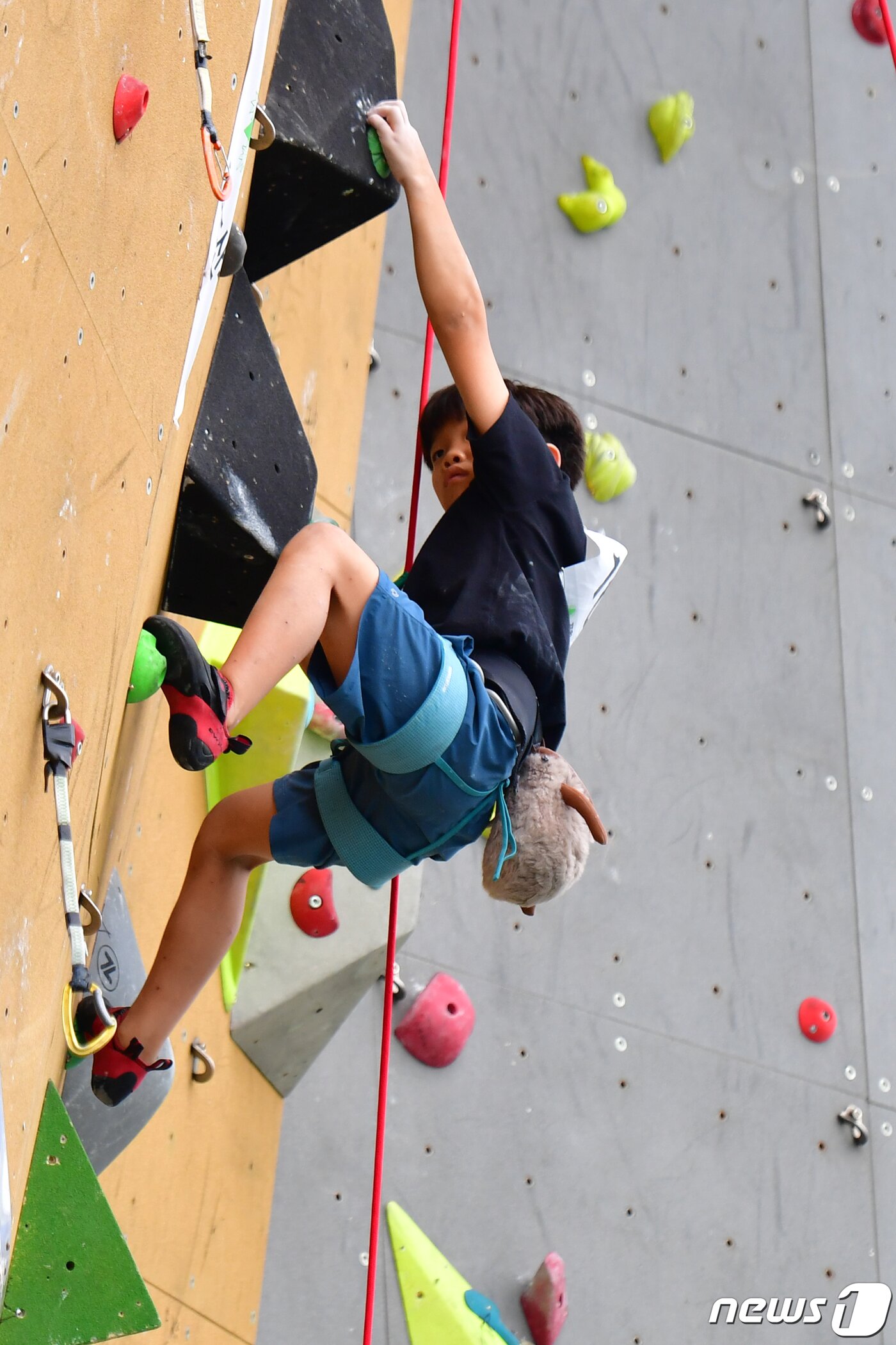 본문 이미지 - 17일 경북 포항시 남구 국제클라이밍센터에서 열린 '2023 제4회 포항전국청소년스포츠클라이밍대회' 초등부 결승전에 출전한 선수가 집중력을 잃지 않고 정상을 항해 올라가고 있다.2023.9.17/뉴스1 ⓒ News1 최창호 기자
