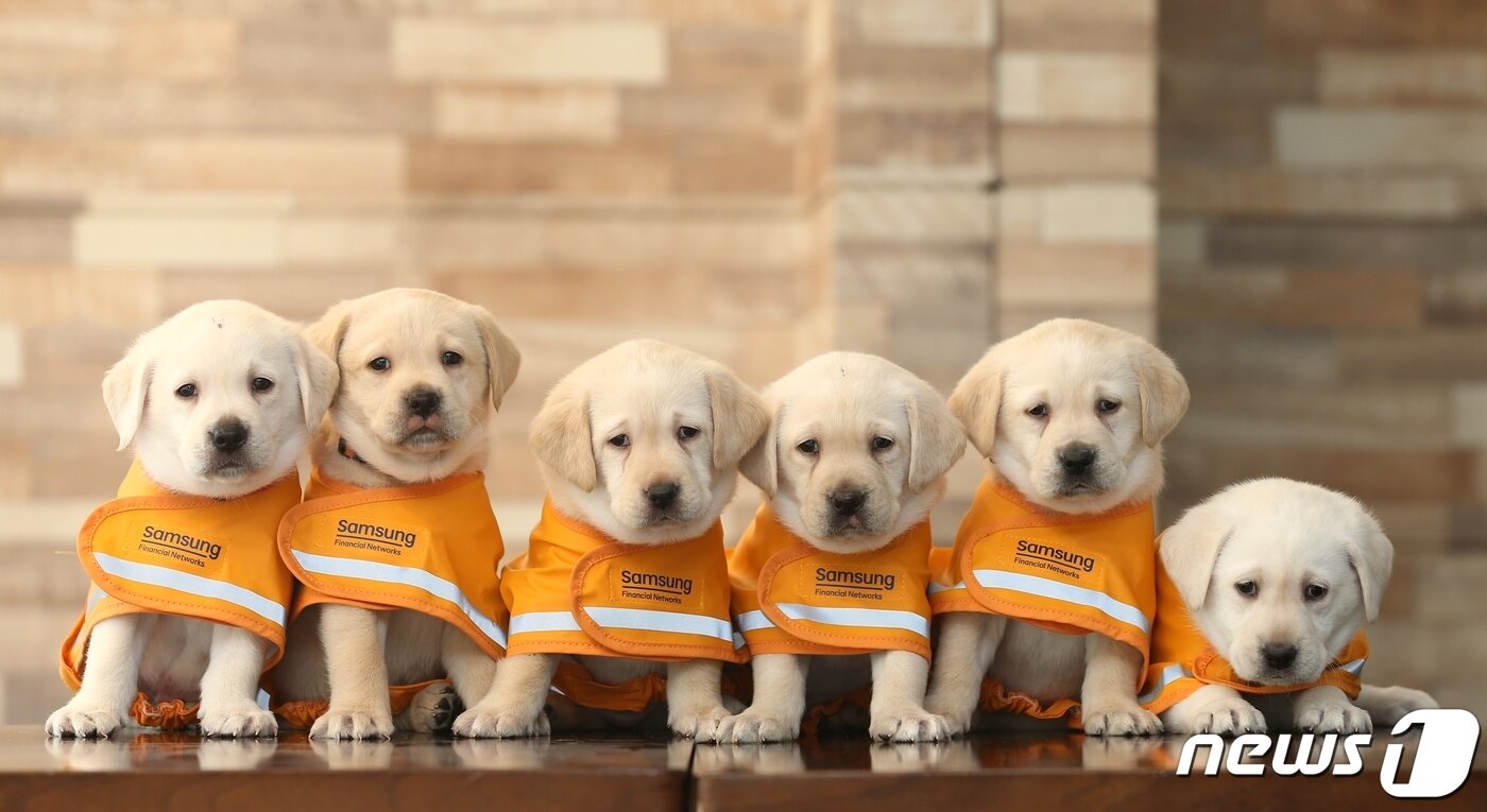 본문 이미지 -  삼성화재 안내견학교의 예비 안내견 모습. (삼성전자 제공)