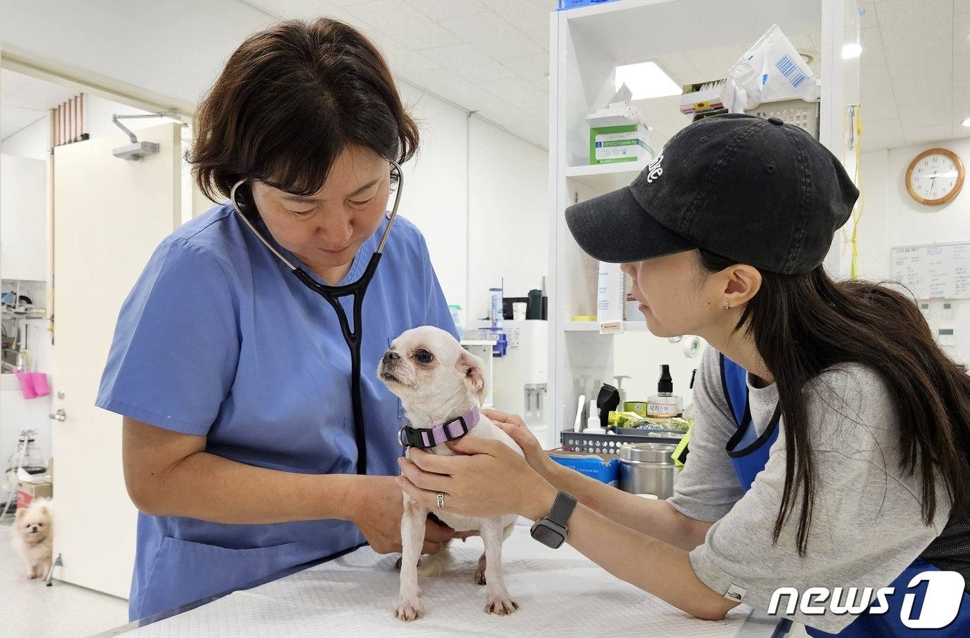 남영희 경기도 반려동물진료팀장이 17일 반려마루에서 소형견 진료를 하고 있다. ⓒ 뉴스1 최서윤 기자