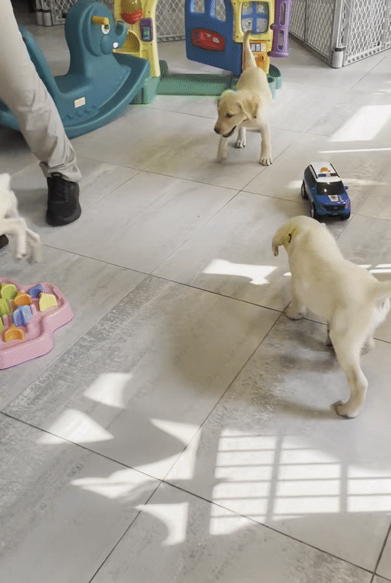 본문 이미지 -  안내 후보견들이 놀고 있는 모습. 2023.9.19/뉴스1 ⓒ News1 강태우 기자 