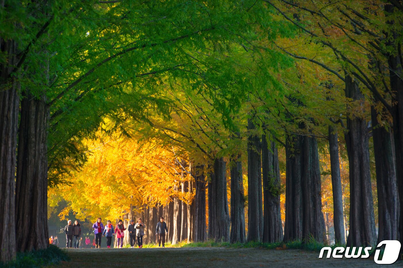 본문 이미지 - 전남 담양 메타세쿼이아길.&#40;담양군 제공&#41;