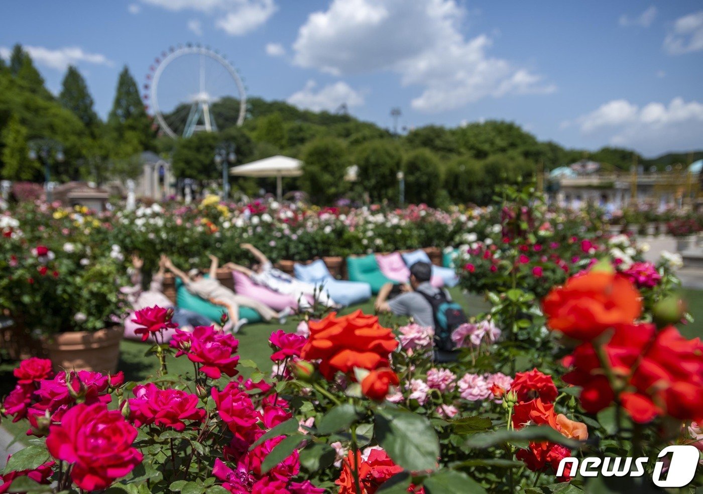 본문 이미지 - 가을 장미축제가 펼쳐지는 에버랜드 장미원(에버랜드 제공)