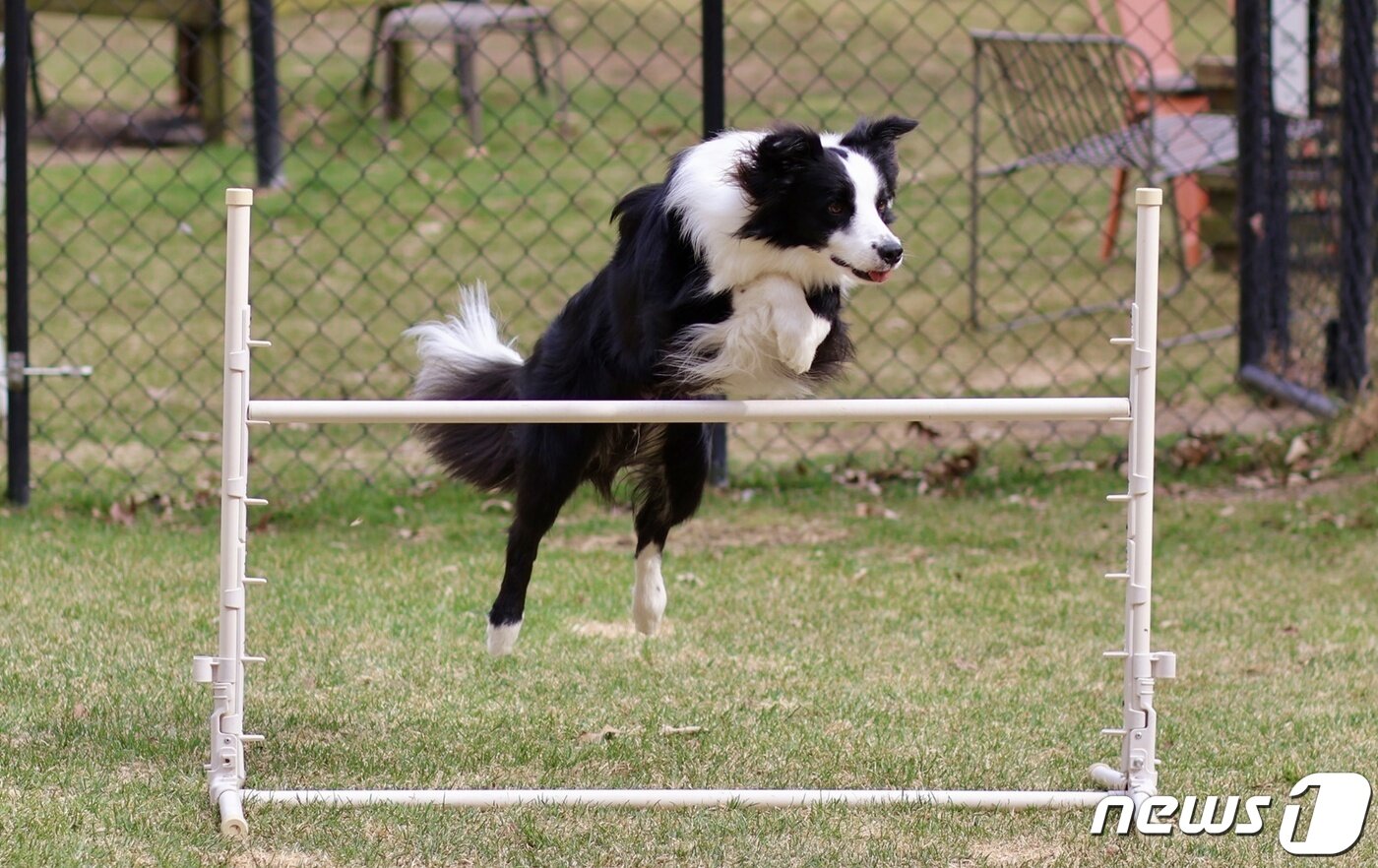 본문 이미지 - 어질리티 하는 반려견(소노펫 제공) ⓒ 뉴스1