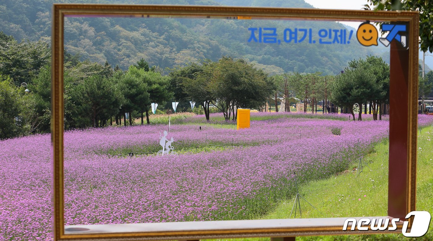 인제 가을꽃축제장.&#40;인제군 제공&#41; 2023.9.20/뉴스1