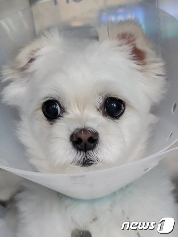 본문 이미지 - 혈액암 치료를 받은 반려견(VIP동물의료센터 제공) ⓒ 뉴스1