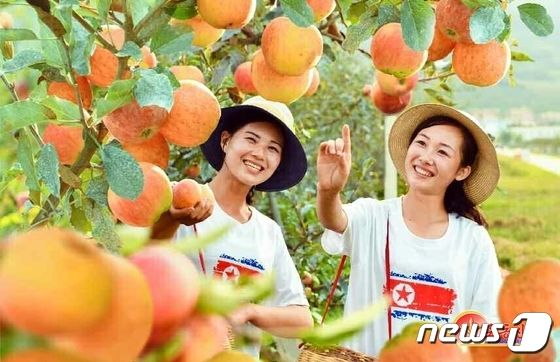북한 북청군에서 사과 수확 한창…