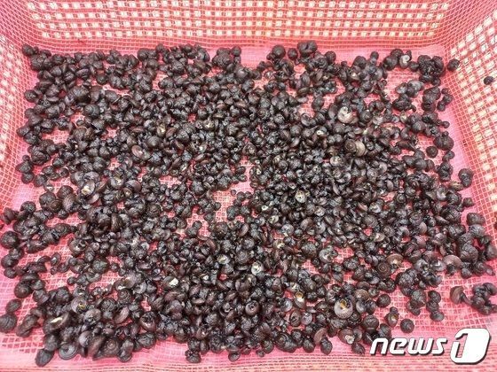 본문 이미지 - 보말./뉴스1 