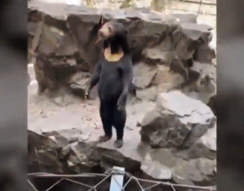 본문 이미지 - 중국 항저우 동물원의 태양곰 안젤라. 유튜브 채널 TODY 영상 갈무리