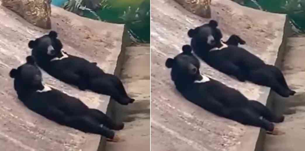 중국의 한 동물원에서 반달곰 '사람 위장' 의혹이 제기되고 있다. 유튜브 채널 '7890 xmoon' 갈무리