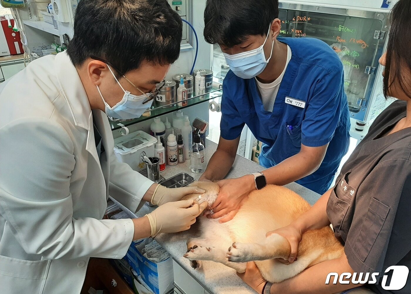 본문 이미지 - 윤병국 청담우리동물병원장이 반려견에게 관절주사를 놓고 있다.(동물병원 제공) ⓒ 뉴스1