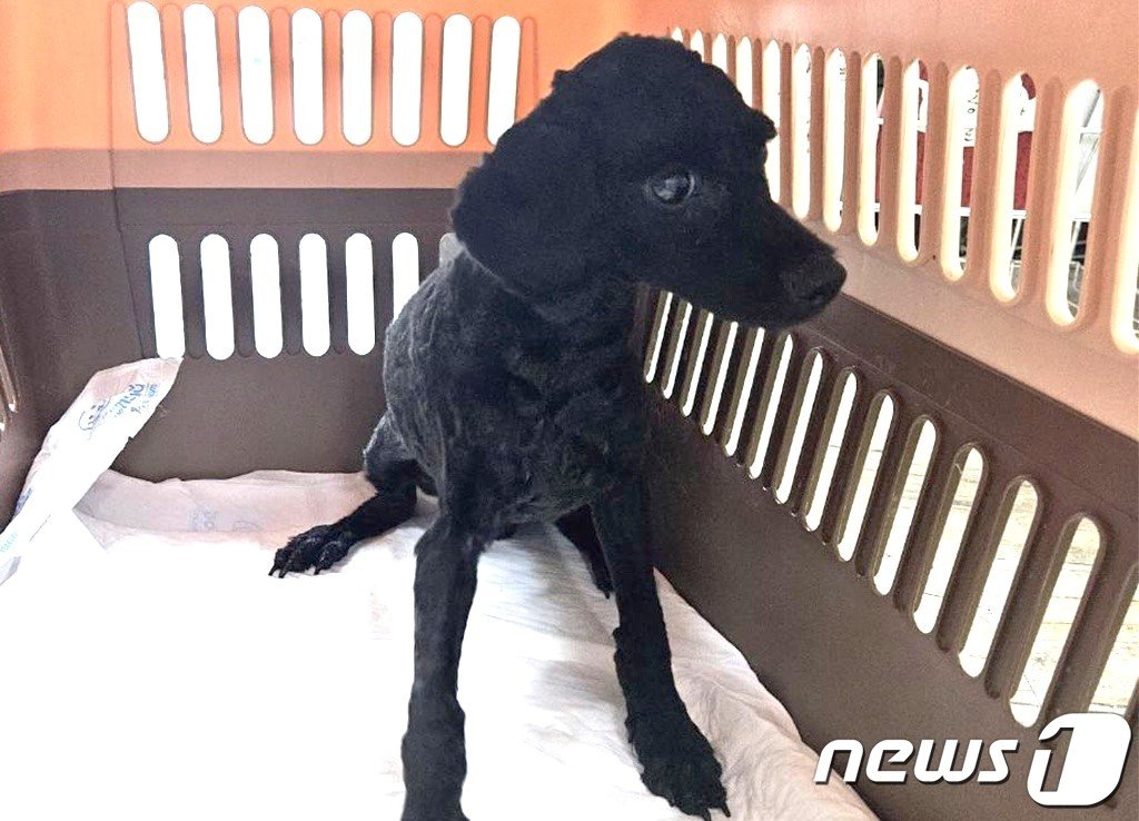 본문 이미지 - 입양을 기다리고 있는 쿠쿠(동물과 함께 행복한 세상 제공) ⓒ 뉴스1