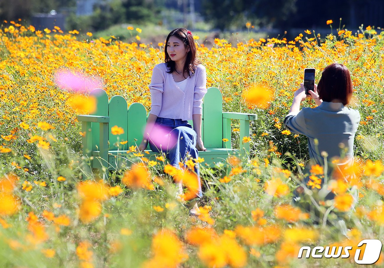 본문 이미지 - 22일 오후 강원도 평창읍 평창강 일원에서 개막한 ‘2023 평창백일홍축제’를 찾은 방문객들이 황화국화를 배경으로 사진을 촬영하고 있다. ‘대한민국 가을이 시작되는 곳, 평창 천만송이 백일홍과 함께 걷는 가을산책’이란 주제로 진행되는 올해 축제는 평창강 주변은 1000여만 송이의 만개한 백일홍과 다양한 체험행사로 10월 1일까지 계속된다. (평창군 제공) 2023.9.22/뉴스1