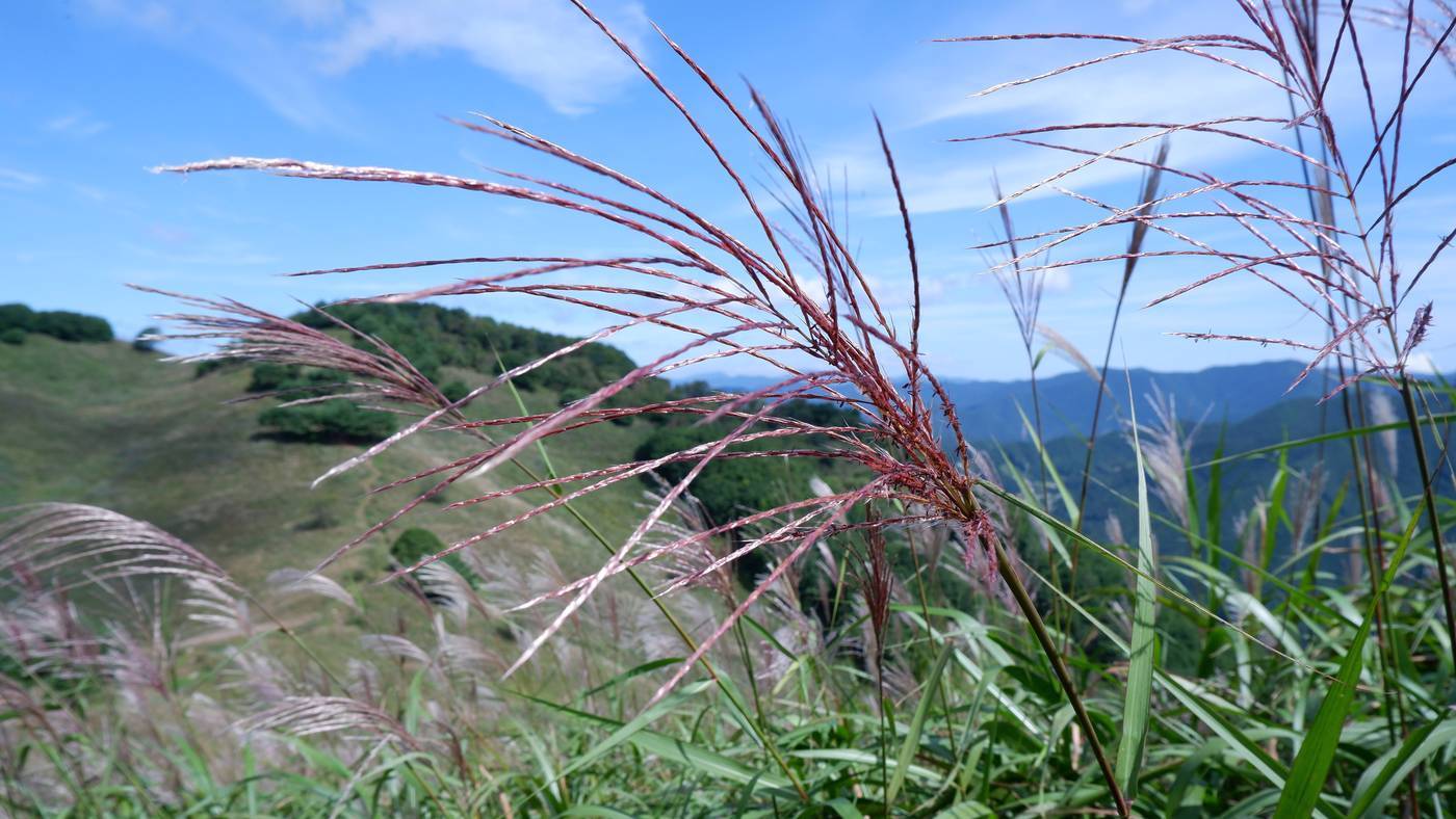 본문 이미지 - 9월 중순엔 보랏빛 억새꽃을 만날 수 있다. ⓒ News1 