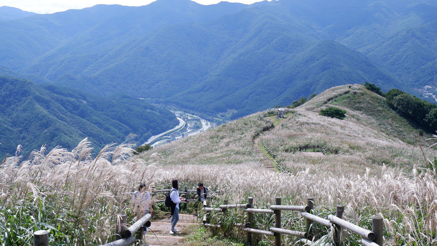 본문 이미지 - 끝없이 펼쳐진 억새. ⓒ News1 