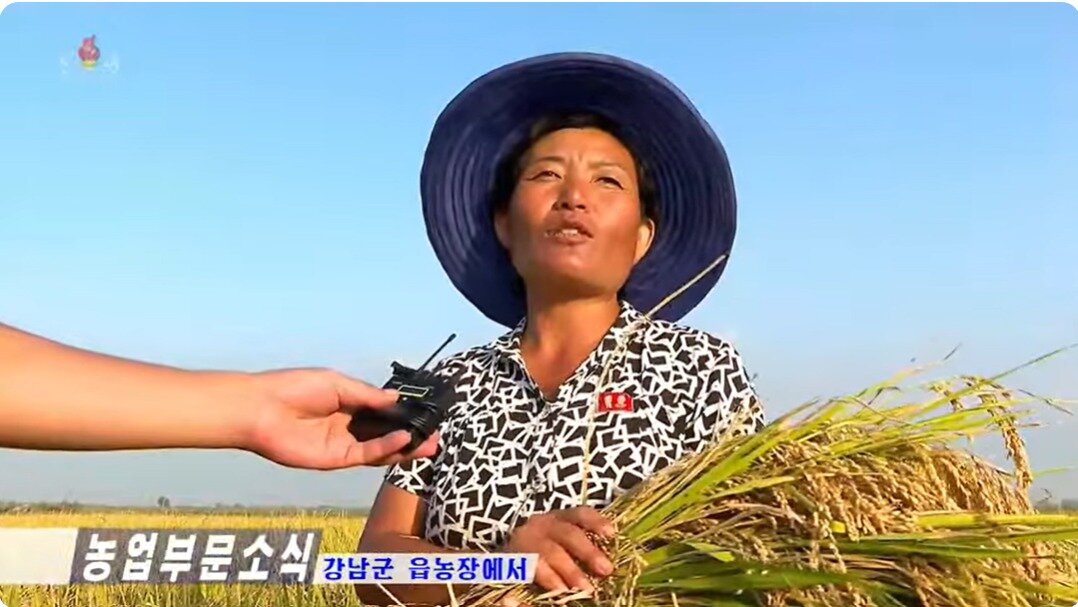 본문 이미지 -  가을걷이에 나선 북한농민이 "이런 흐뭇한 작황을 마련하고 보니깐 정말 기쁘다"며 "우리 수고를 땅도 알아주는가 하는 생각"이라고 말했다. (조선중앙TV 갈무리)  