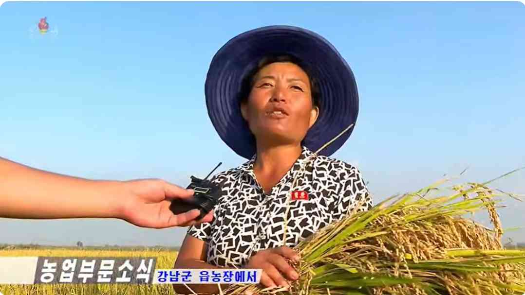  가을걷이에 나선 북한농민이 