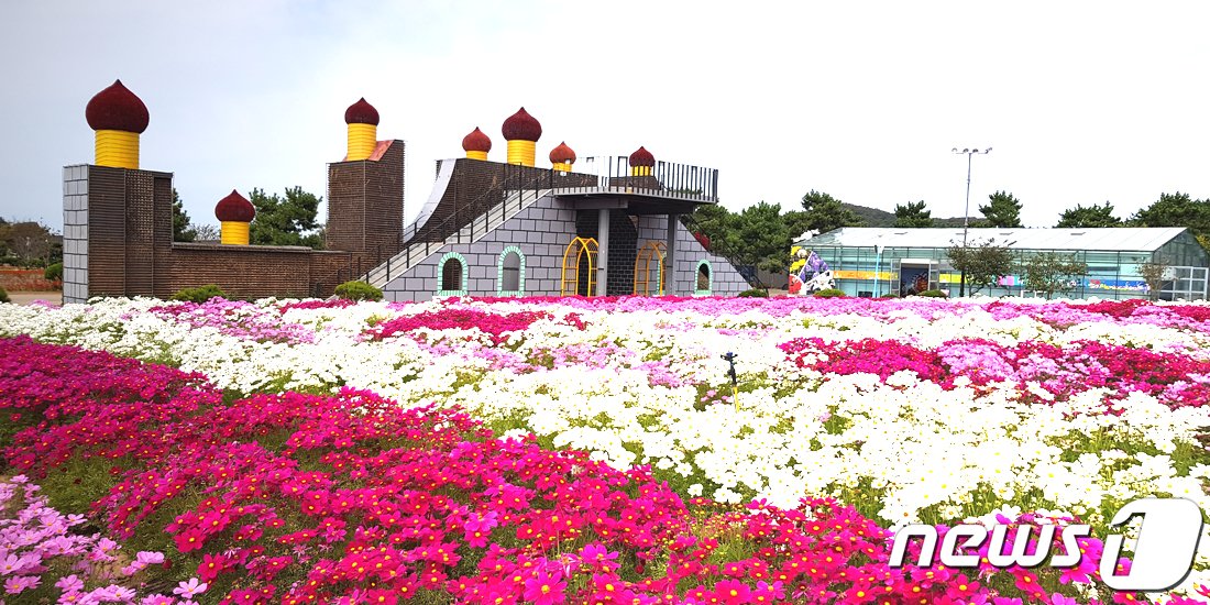 본문 이미지 - 태안 가을꽃박람회. /뉴스1